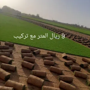 تنسيق حدائق ابوروضة 