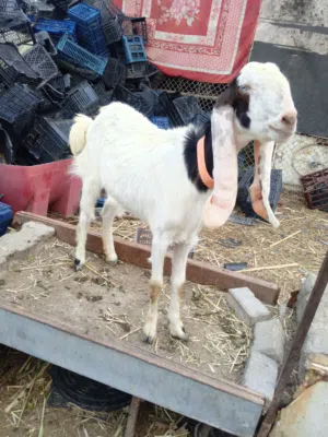 سلام عليكم صخله شاميه حلةه نضيفه مالت بيت وراه نثيه صحه ونضافه... شراي يخابر