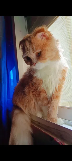 أنثى سكوتش فولد
