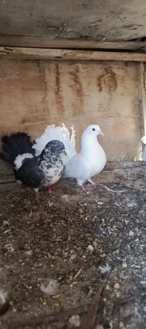 حمام مشكله للبيع