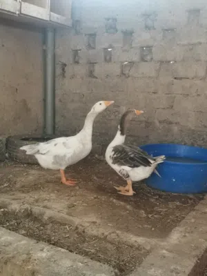 للبيع وز عراقي