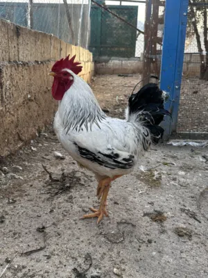 دجاج (سايكس) البزرة الأصلية البيور )