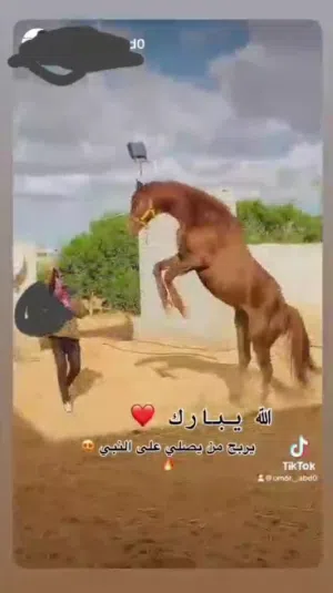 حصان ماشاء الله