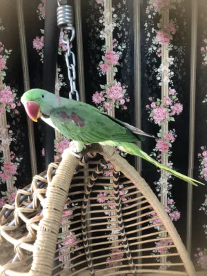 New years old Nepali parrots