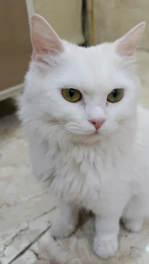 شيرازي عمره سنه