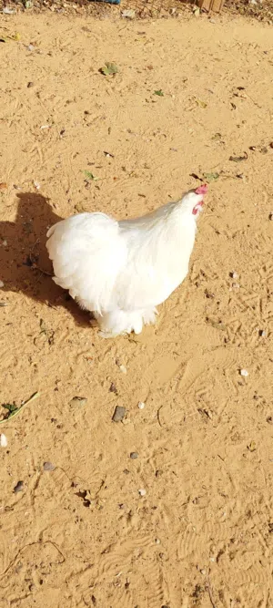 ديك عربي واسترالي وقطني  للبيع