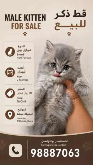 قط شيرازي بيور - Pure Persian Cat