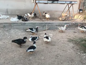 بشوش مصريه