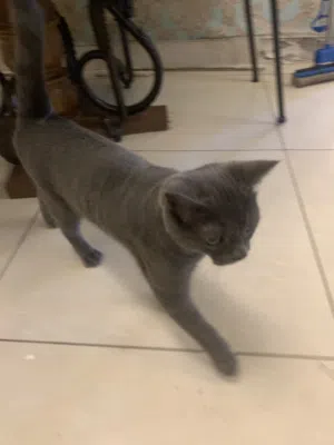 British short hair cat