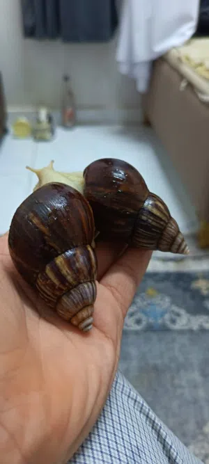حلزون افريقي عملاق جدا جميل ومناسب للبشره حيوان مايحتاج عنايه كثيره ياكل ورقيات مثل خس خيار جزر تفاح