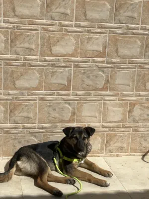 كلب جيرمين أنثى عمر ثلاث شهور