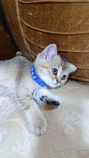 بريتش جولدن نخب النخب أعلى مستوى لعوب