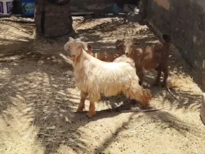 تيس اقرا الوصف تحت