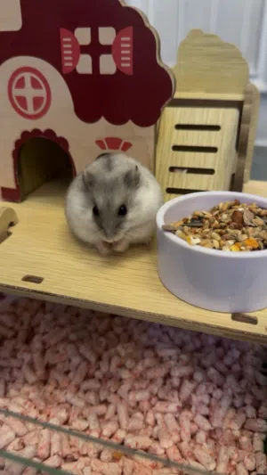 Russian dwarf hamster 4 months old with cage and bal, هامستر قزم سوري مع القفص و كوره عمره اربع شهور