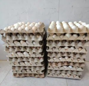 eggs for sale