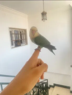 عصفور بركديلو مروض