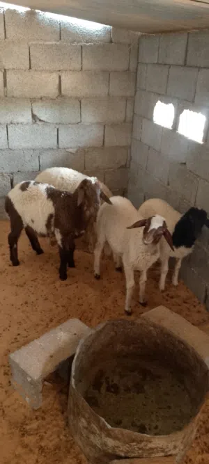 اربعه فطايم
