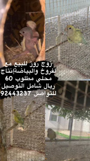 روز زوج ...منتج