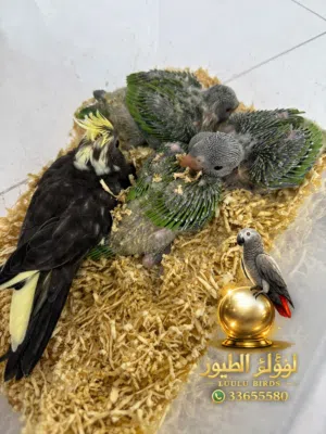 فروخ در للبيع