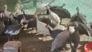 دجاج حبشي الكنجا