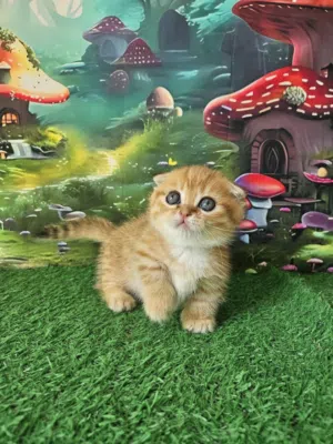 Male and female Scottish kilt Fold Munchkin kitten available for a new and good home .very good catz