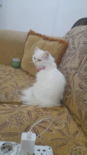 موجود بسه معها كيس رمل وصحن اكل مي بالسلط سعرها 20