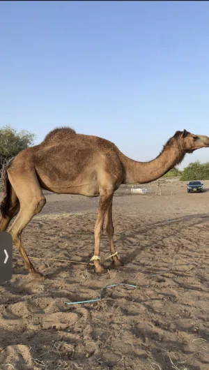 جمل ناقه للبيع