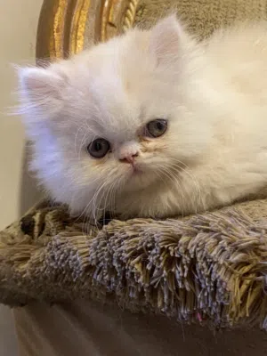 قط ذكر برشن نقي