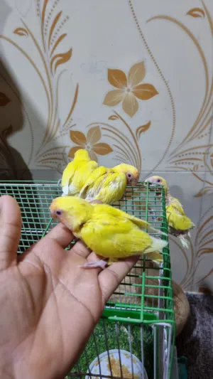 افراخ غندوره روز تبزيري