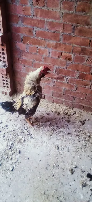 ‏لحوم‏3