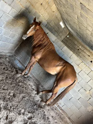 فرس بنت النبع
