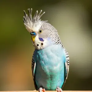 المبدع 