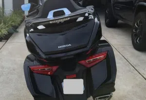 هونداء قولدوينك للبيع