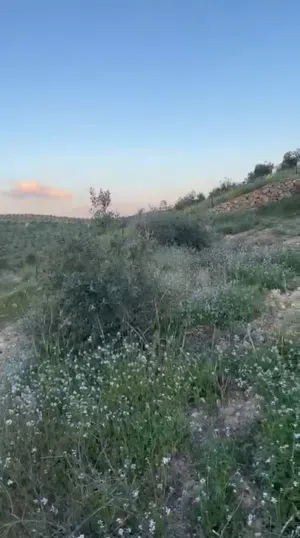 لقطه لقطه مزرعة زيتون في دحل قرب طريق جرش الزرقا منطقة شاليهات ومزارع جرش مطله ومرتفعه واصله