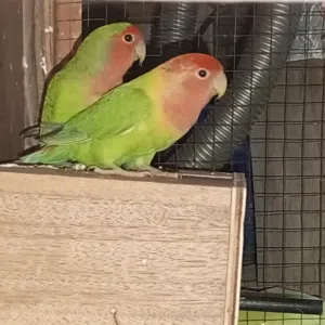 السلام عليكم  متوفر زوز  اتنين كوبيات و خمسة طروف فرديات اورنج و البينو