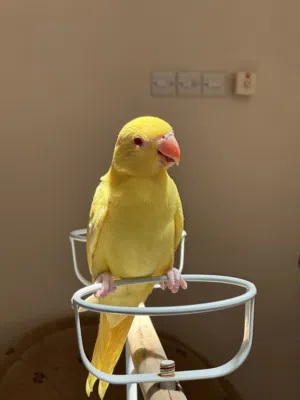 للبيه كميه محدوده