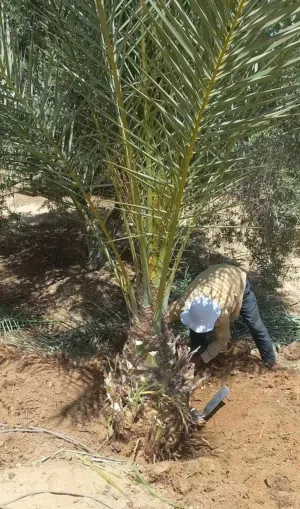 توريد وزراعة جميع أنواع النخيل