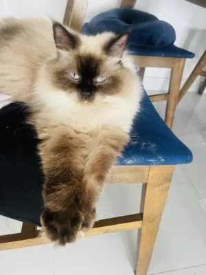 Cat for sale