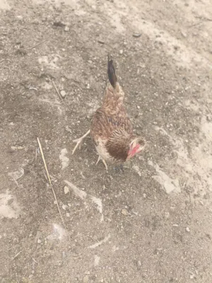 متاح دجاجه وديج شرط الصحه والنضافه