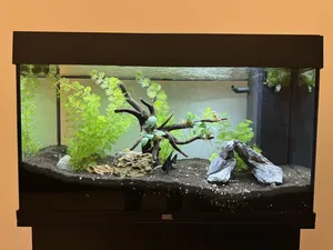 Fish0