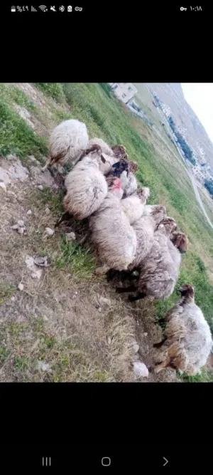 مزارع ابو وديع وابو فهد للضاحي العرض 48 ساعه السعر من 95 د يلى 150د لحق العرض