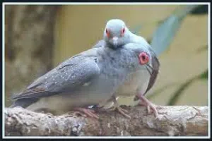حمام يمام ماسي ومقنع أصغر انواع اليمام تحفه