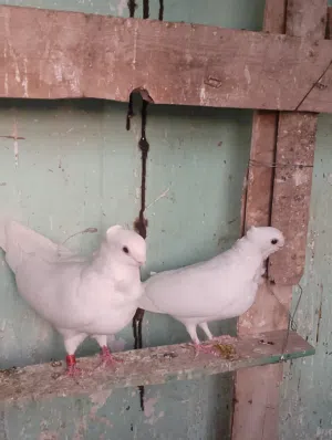 ارافل 4 زواج كلهن طيره وفحل وكعكوله ورده منكار ناعم