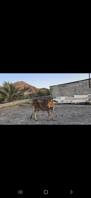 للبيع بقره عمانيه شوف الوصف