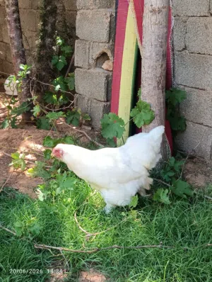 كوبية براهما أبيض