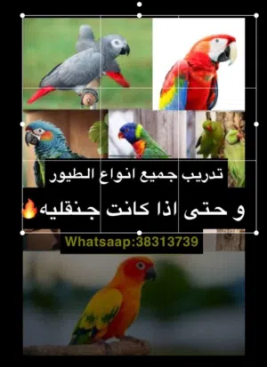 تدريب جميع أنواع الطيور