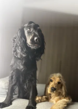 Cocker Spaniard for adoption
