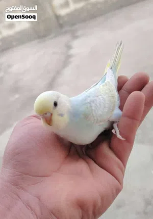 طيور حب بلدي و رينبو