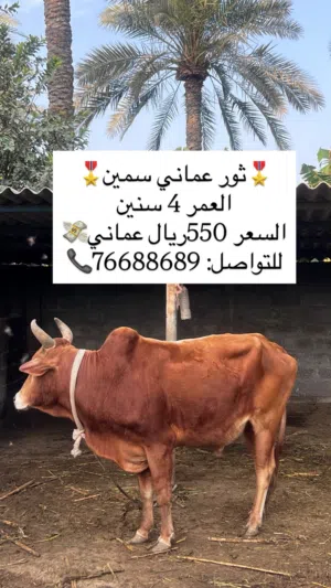 ثور عماني العمر 4 سنوات