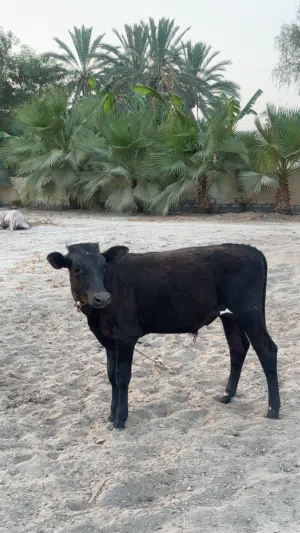 للبيع عجل نمساوي